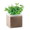 MINT Composto sementes Menta